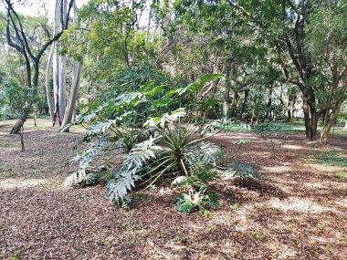 Parque do Piqueri, Brezilya 'nın So Paulo eyaletinin Tatuap semtinde yer alan bir parktır. 97.272 metrekarelik bir alana ve büyük ağaçlara kadar uzanan küçük çalılıklara sahiptir..