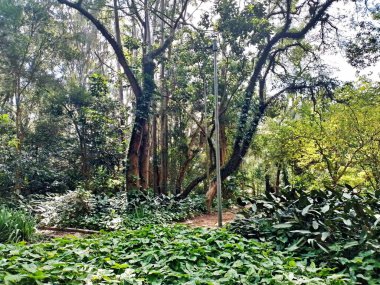 Parque do Piqueri, Brezilya 'nın So Paulo eyaletinin Tatuap semtinde yer alan bir parktır. 97.272 metrekarelik bir alana ve büyük ağaçlara kadar uzanan küçük çalılıklara sahiptir..