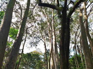 Parque do Piqueri, Brezilya 'nın So Paulo eyaletinin Tatuap semtinde yer alan bir parktır. 97.272 metrekarelik bir alana ve büyük ağaçlara kadar uzanan küçük çalılıklara sahiptir..