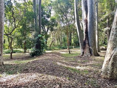 Parque do Piqueri, Brezilya 'nın So Paulo eyaletinin Tatuap semtinde yer alan bir parktır. 97.272 metrekarelik bir alana ve büyük ağaçlara kadar uzanan küçük çalılıklara sahiptir..