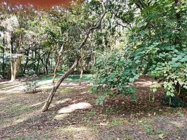 Parque do Piqueri, Brezilya 'nın So Paulo eyaletinin Tatuap semtinde yer alan bir parktır. 97.272 metrekarelik bir alana ve büyük ağaçlara kadar uzanan küçük çalılıklara sahiptir..