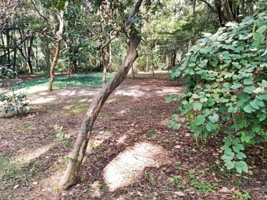 Parque do Piqueri, Brezilya 'nın So Paulo eyaletinin Tatuap semtinde yer alan bir parktır. 97.272 metrekarelik bir alana ve büyük ağaçlara kadar uzanan küçük çalılıklara sahiptir..