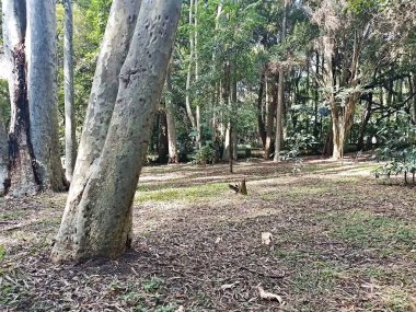 Parque do Piqueri, Brezilya 'nın So Paulo eyaletinin Tatuap semtinde yer alan bir parktır. 97.272 metrekarelik bir alana ve büyük ağaçlara kadar uzanan küçük çalılıklara sahiptir..