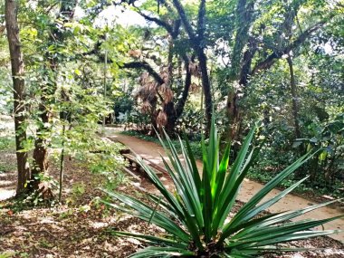 Parque do Piqueri, Brezilya 'nın So Paulo eyaletinin Tatuap semtinde yer alan bir parktır. 97.272 metrekarelik bir alana ve büyük ağaçlara kadar uzanan küçük çalılıklara sahiptir..