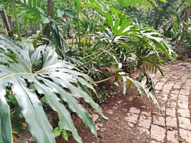 Parque do Piqueri, Brezilya 'nın So Paulo eyaletinin Tatuap semtinde yer alan bir parktır. 97.272 metrekarelik bir alana ve büyük ağaçlara kadar uzanan küçük çalılıklara sahiptir..