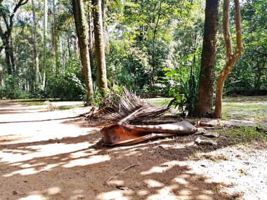 Parque do Piqueri, Brezilya 'nın So Paulo eyaletinin Tatuap semtinde yer alan bir parktır. 97.272 metrekarelik bir alana ve büyük ağaçlara kadar uzanan küçük çalılıklara sahiptir..