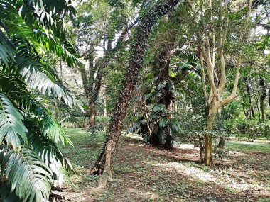 Parque do Piqueri, Brezilya 'nın So Paulo eyaletinin Tatuap semtinde yer alan bir parktır. 97.272 metrekarelik bir alana ve büyük ağaçlara kadar uzanan küçük çalılıklara sahiptir..