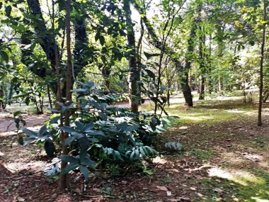 Parque do Piqueri, Brezilya 'nın So Paulo eyaletinin Tatuap semtinde yer alan bir parktır. 97.272 metrekarelik bir alana ve büyük ağaçlara kadar uzanan küçük çalılıklara sahiptir..