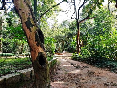 Parque do Piqueri, Brezilya 'nın So Paulo eyaletinin Tatuap semtinde yer alan bir parktır. 97.272 metrekarelik bir alana ve büyük ağaçlara kadar uzanan küçük çalılıklara sahiptir..