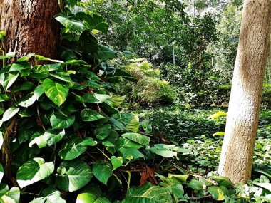 Parque do Piqueri, Brezilya 'nın So Paulo eyaletinin Tatuap semtinde yer alan bir parktır. 97.272 metrekarelik bir alana ve büyük ağaçlara kadar uzanan küçük çalılıklara sahiptir..