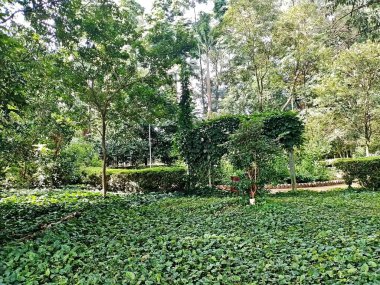 Parque do Piqueri, Brezilya 'nın So Paulo eyaletinin Tatuap semtinde yer alan bir parktır. 97.272 metrekarelik bir alana ve büyük ağaçlara kadar uzanan küçük çalılıklara sahiptir..