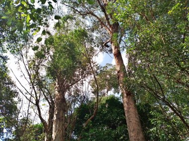 Parque do Piqueri, Brezilya 'nın So Paulo eyaletinin Tatuap semtinde yer alan bir parktır. 97.272 metrekarelik bir alana ve büyük ağaçlara kadar uzanan küçük çalılıklara sahiptir..