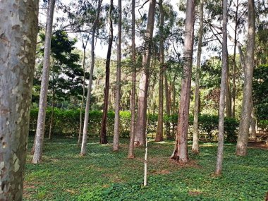 Parque do Piqueri, Brezilya 'nın So Paulo eyaletinin Tatuap semtinde yer alan bir parktır. 97.272 metrekarelik bir alana ve büyük ağaçlara kadar uzanan küçük çalılıklara sahiptir..