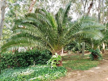 Parque do Piqueri, Brezilya 'nın So Paulo eyaletinin Tatuap semtinde yer alan bir parktır. 97.272 metrekarelik bir alana ve büyük ağaçlara kadar uzanan küçük çalılıklara sahiptir..