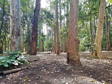 Parque do Piqueri, Brezilya 'nın So Paulo eyaletinin Tatuap semtinde yer alan bir parktır. 97.272 metrekarelik bir alana ve büyük ağaçlara kadar uzanan küçük çalılıklara sahiptir..