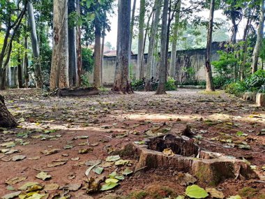 Parque do Piqueri, Brezilya 'nın So Paulo eyaletinin Tatuap semtinde yer alan bir parktır. 97.272 metrekarelik bir alana ve büyük ağaçlara kadar uzanan küçük çalılıklara sahiptir..