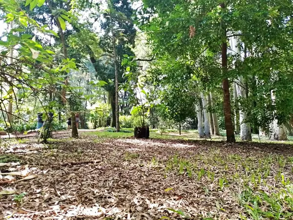 Parque do Piqueri, Brezilya 'nın So Paulo eyaletinin Tatuap semtinde yer alan bir parktır. 97.272 metrekarelik bir alana ve büyük ağaçlara kadar uzanan küçük çalılıklara sahiptir..