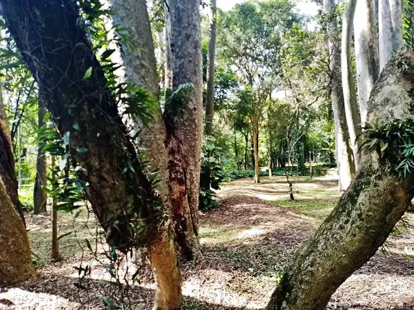 Parque do Piqueri, Brezilya 'nın So Paulo eyaletinin Tatuap semtinde yer alan bir parktır. 97.272 metrekarelik bir alana ve büyük ağaçlara kadar uzanan küçük çalılıklara sahiptir..