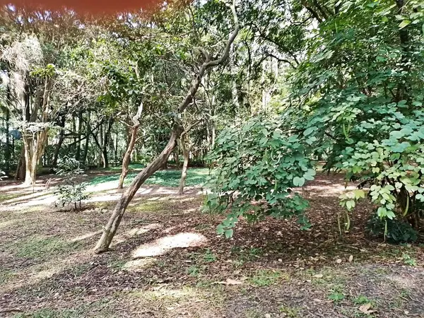 Parque do Piqueri, Brezilya 'nın So Paulo eyaletinin Tatuap semtinde yer alan bir parktır. 97.272 metrekarelik bir alana ve büyük ağaçlara kadar uzanan küçük çalılıklara sahiptir..