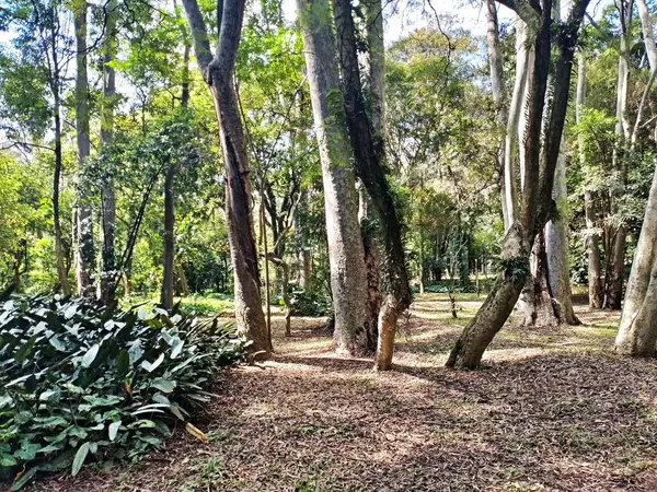 Parque do Piqueri, Brezilya 'nın So Paulo eyaletinin Tatuap semtinde yer alan bir parktır. 97.272 metrekarelik bir alana ve büyük ağaçlara kadar uzanan küçük çalılıklara sahiptir..