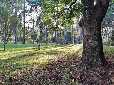 Prudente Village ekoloji parkı, ve 2004 yılında yakın bir okulda çalışan Colgio Estadual Prof. Americo de Moura (CEPAM) onuruna Parque Ecolgico Prof Lydia Natalizio Diogo olarak değiştirildi.).