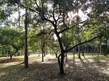 Prudente Village ekoloji parkı, ve 2004 yılında yakın bir okulda çalışan Colgio Estadual Prof. Americo de Moura (CEPAM) onuruna Parque Ecolgico Prof Lydia Natalizio Diogo olarak değiştirildi.).