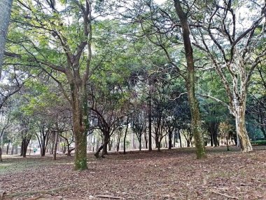 Prudente Village ekoloji parkı, ve 2004 yılında yakın bir okulda çalışan Colgio Estadual Prof. Americo de Moura (CEPAM) onuruna Parque Ecolgico Prof Lydia Natalizio Diogo olarak değiştirildi.).