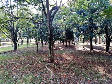 Prudente Village ekoloji parkı, ve 2004 yılında yakın bir okulda çalışan Colgio Estadual Prof. Americo de Moura (CEPAM) onuruna Parque Ecolgico Prof Lydia Natalizio Diogo olarak değiştirildi.).