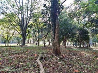 Prudente Village ekoloji parkı, ve 2004 yılında yakın bir okulda çalışan Colgio Estadual Prof. Americo de Moura (CEPAM) onuruna Parque Ecolgico Prof Lydia Natalizio Diogo olarak değiştirildi.).