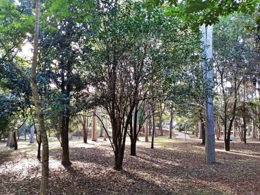 Prudente Village ekoloji parkı, ve 2004 yılında yakın bir okulda çalışan Colgio Estadual Prof. Americo de Moura (CEPAM) onuruna Parque Ecolgico Prof Lydia Natalizio Diogo olarak değiştirildi.).