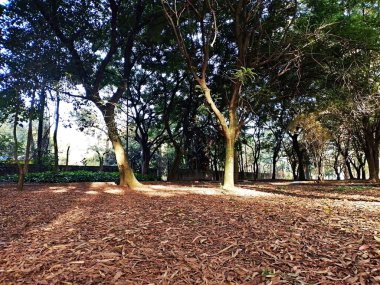 Prudente Village ekoloji parkı, ve 2004 yılında yakın bir okulda çalışan Colgio Estadual Prof. Americo de Moura (CEPAM) onuruna Parque Ecolgico Prof Lydia Natalizio Diogo olarak değiştirildi.).