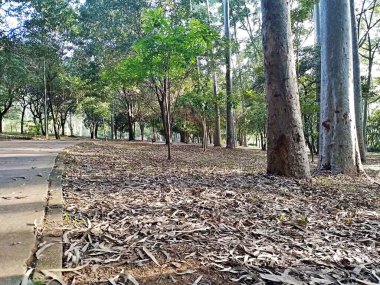 Prudente Village ekoloji parkı, ve 2004 yılında yakın bir okulda çalışan Colgio Estadual Prof. Americo de Moura (CEPAM) onuruna Parque Ecolgico Prof Lydia Natalizio Diogo olarak değiştirildi.).