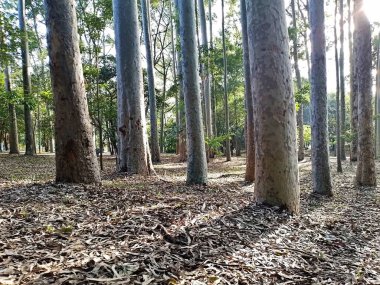 Prudente Village ekoloji parkı, ve 2004 yılında yakın bir okulda çalışan Colgio Estadual Prof. Americo de Moura (CEPAM) onuruna Parque Ecolgico Prof Lydia Natalizio Diogo olarak değiştirildi.).