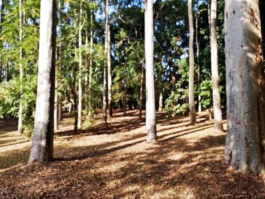 Prudente Village ekoloji parkı, ve 2004 yılında yakın bir okulda çalışan Colgio Estadual Prof. Americo de Moura (CEPAM) onuruna Parque Ecolgico Prof Lydia Natalizio Diogo olarak değiştirildi.).