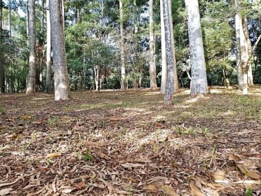 Prudente Village ekoloji parkı, ve 2004 yılında yakın bir okulda çalışan Colgio Estadual Prof. Americo de Moura (CEPAM) onuruna Parque Ecolgico Prof Lydia Natalizio Diogo olarak değiştirildi.).