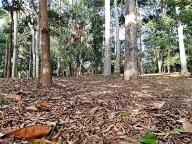 Prudente Village ekoloji parkı, ve 2004 yılında yakın bir okulda çalışan Colgio Estadual Prof. Americo de Moura (CEPAM) onuruna Parque Ecolgico Prof Lydia Natalizio Diogo olarak değiştirildi.).