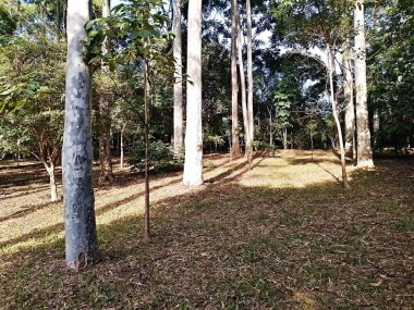 Prudente Village ekoloji parkı, ve 2004 yılında yakın bir okulda çalışan Colgio Estadual Prof. Americo de Moura (CEPAM) onuruna Parque Ecolgico Prof Lydia Natalizio Diogo olarak değiştirildi.).