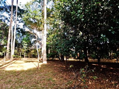 Prudente Village ekoloji parkı, ve 2004 yılında yakın bir okulda çalışan Colgio Estadual Prof. Americo de Moura (CEPAM) onuruna Parque Ecolgico Prof Lydia Natalizio Diogo olarak değiştirildi.).