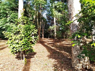 Prudente Village ekoloji parkı, ve 2004 yılında yakın bir okulda çalışan Colgio Estadual Prof. Americo de Moura (CEPAM) onuruna Parque Ecolgico Prof Lydia Natalizio Diogo olarak değiştirildi.).