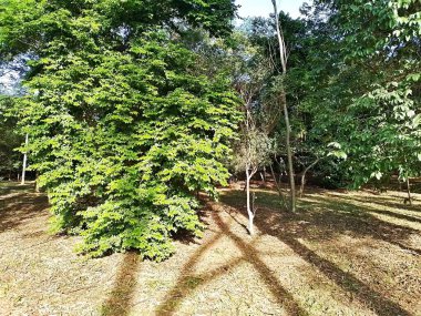 Prudente Village ekoloji parkı, ve 2004 yılında yakın bir okulda çalışan Colgio Estadual Prof. Americo de Moura (CEPAM) onuruna Parque Ecolgico Prof Lydia Natalizio Diogo olarak değiştirildi.).