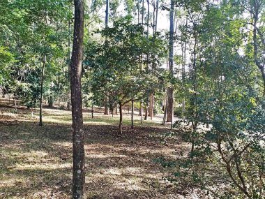 Prudente Village ekoloji parkı, ve 2004 yılında yakın bir okulda çalışan Colgio Estadual Prof. Americo de Moura (CEPAM) onuruna Parque Ecolgico Prof Lydia Natalizio Diogo olarak değiştirildi.).