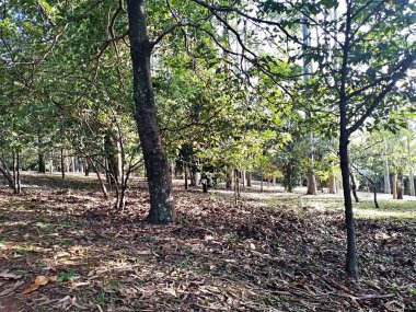 Prudente Village ekoloji parkı, ve 2004 yılında yakın bir okulda çalışan Colgio Estadual Prof. Americo de Moura (CEPAM) onuruna Parque Ecolgico Prof Lydia Natalizio Diogo olarak değiştirildi.).