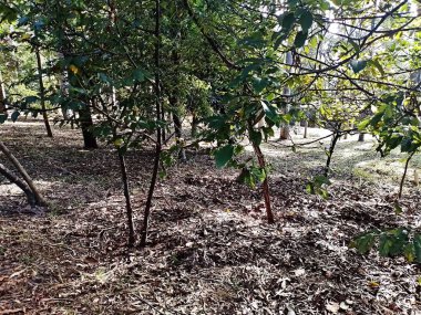 Prudente Village ekoloji parkı, ve 2004 yılında yakın bir okulda çalışan Colgio Estadual Prof. Americo de Moura (CEPAM) onuruna Parque Ecolgico Prof Lydia Natalizio Diogo olarak değiştirildi.).