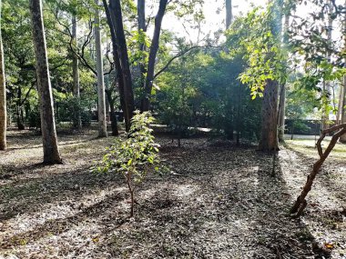 Prudente Village ekoloji parkı, ve 2004 yılında yakın bir okulda çalışan Colgio Estadual Prof. Americo de Moura (CEPAM) onuruna Parque Ecolgico Prof Lydia Natalizio Diogo olarak değiştirildi.).