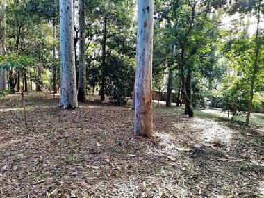 Prudente Village ekoloji parkı, ve 2004 yılında yakın bir okulda çalışan Colgio Estadual Prof. Americo de Moura (CEPAM) onuruna Parque Ecolgico Prof Lydia Natalizio Diogo olarak değiştirildi.).