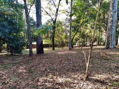 Prudente Village ekoloji parkı, ve 2004 yılında yakın bir okulda çalışan Colgio Estadual Prof. Americo de Moura (CEPAM) onuruna Parque Ecolgico Prof Lydia Natalizio Diogo olarak değiştirildi.).