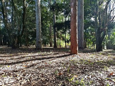 Prudente Village ekoloji parkı, ve 2004 yılında yakın bir okulda çalışan Colgio Estadual Prof. Americo de Moura (CEPAM) onuruna Parque Ecolgico Prof Lydia Natalizio Diogo olarak değiştirildi.).