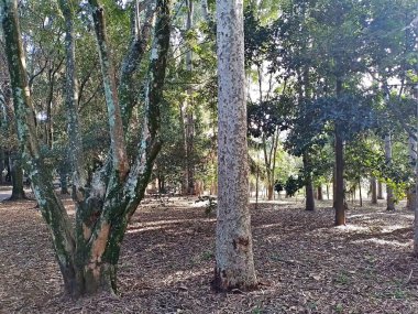 Prudente Village ekoloji parkı, ve 2004 yılında yakın bir okulda çalışan Colgio Estadual Prof. Americo de Moura (CEPAM) onuruna Parque Ecolgico Prof Lydia Natalizio Diogo olarak değiştirildi.).