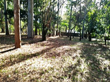 Prudente Village ekoloji parkı, ve 2004 yılında yakın bir okulda çalışan Colgio Estadual Prof. Americo de Moura (CEPAM) onuruna Parque Ecolgico Prof Lydia Natalizio Diogo olarak değiştirildi.).