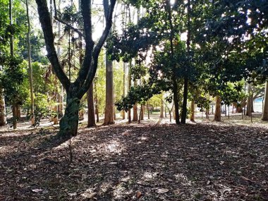 Prudente Village ekoloji parkı, ve 2004 yılında yakın bir okulda çalışan Colgio Estadual Prof. Americo de Moura (CEPAM) onuruna Parque Ecolgico Prof Lydia Natalizio Diogo olarak değiştirildi.).